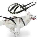 Outdoor Dog Harness and Leash Set for Medium and Large Dogs, Suitable